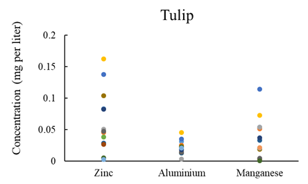 Tulip